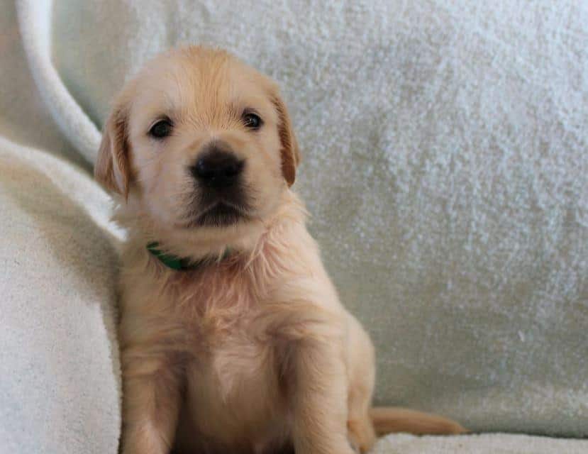 golden retriever care puisori golden retriever isi cauta o familie iubitoare care sa le ofer mica publicitate golden retriever care puisori golden retriever isi cauta o familie iubitoare care sa le ofer mica publicitate