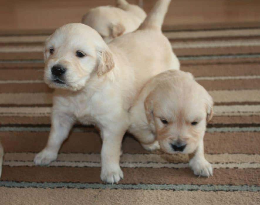 golden retriever care puisori golden retriever isi cauta o familie iubitoare care sa le ofer micapublicitate golden retriever care puisori golden retriever isi cauta o familie iubitoare care sa le ofer micapublicitate