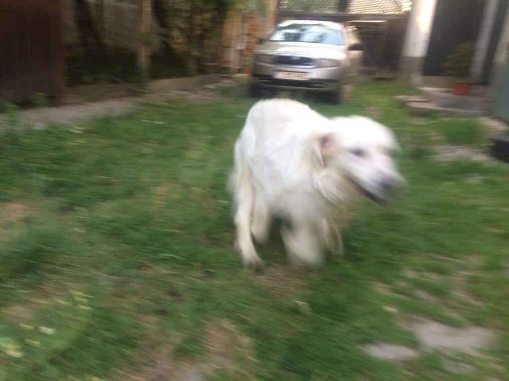 golden retriever romania golden retriever 1780312 anunturi gratuite golden retriever romania golden retriever 1780312 anunturi gratuite