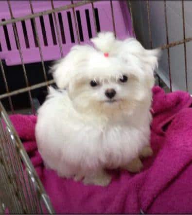 Bichon Maltez Talie Toy Mini Toy Super Mini Toy Si Tea Cup