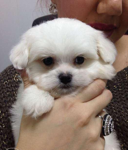 Bichon Maltez Talie Toy Mini Toy Super Mini Toy Si Tea Cup