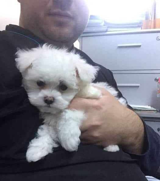 Bichon Maltez Mini Toy 2 Kg La Maturitate Cu Garantie Si Livrare