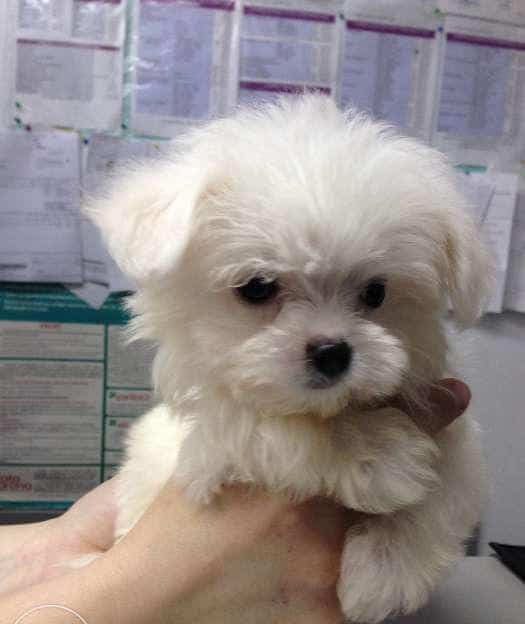 Bichon Maltez Toy 6kg Mini Toy 4 Kg Super Mini Toy 3 Kg Tea Cup 2 5 K Mica Publicitate