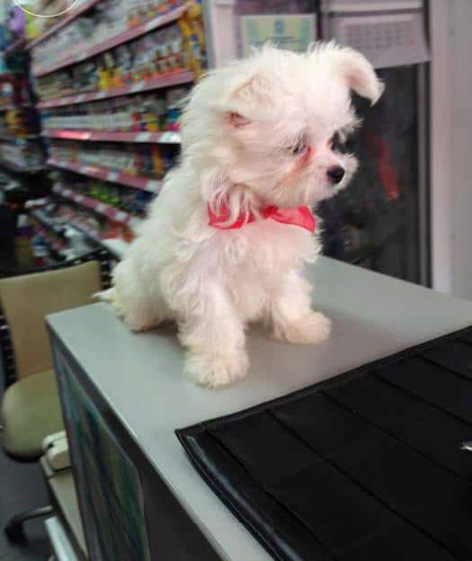 Bichon Maltez Toy 6kg Mini Toy 4 Kg Super Mini Toy 3 Kg Tea Cup 2 5 K Mica Publicitate