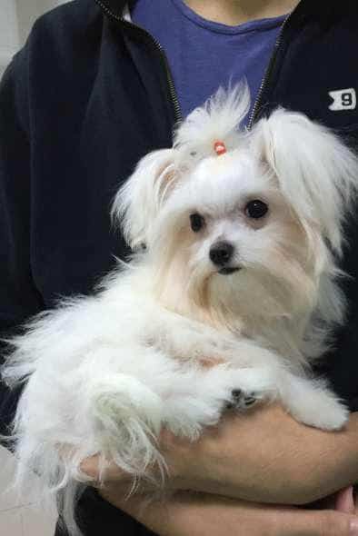 Bichon Maltez Toy 6kg Mini Toy 4 Kg Super Mini Toy 3 Kg Tea Cup 2 5 K Mica Publicitate