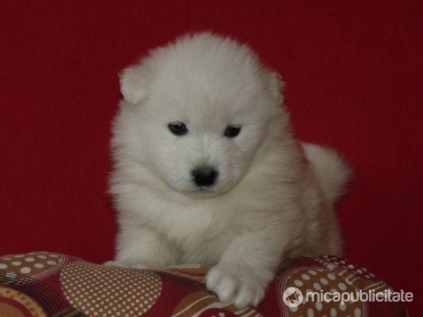 Vand Caini Samoyede Bucuresti Cluj Brasov Iasi Mica Publicitate