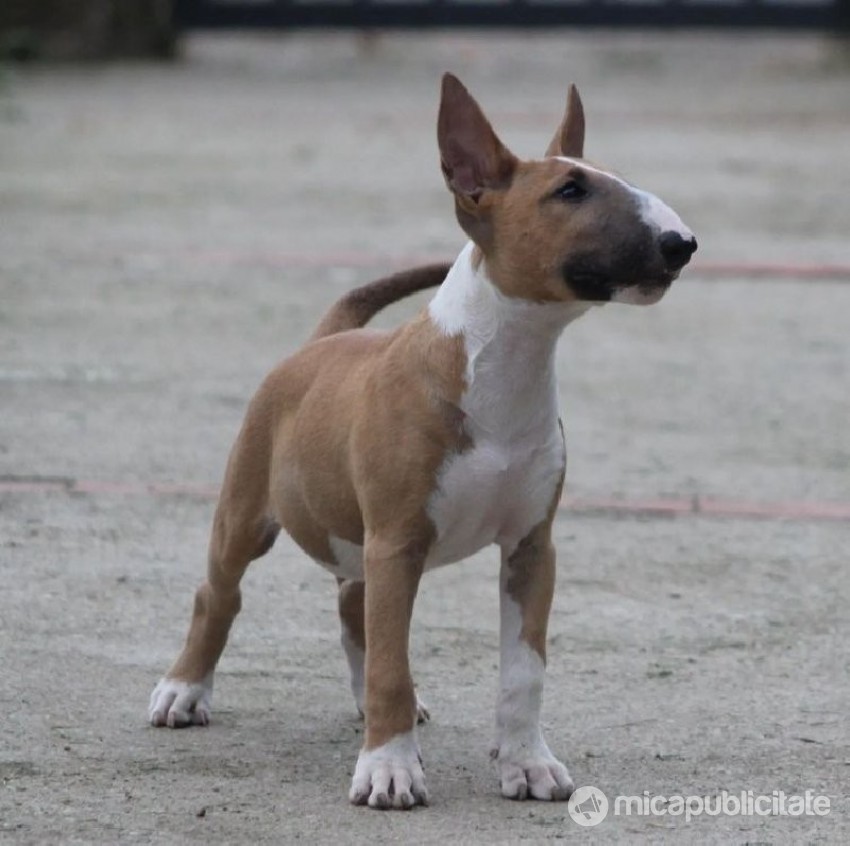Bull Terrier catelusi de vanzare ✔️ Mica Publicitate